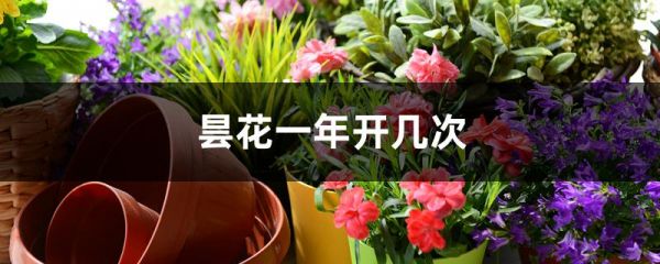 昙花一年开几次