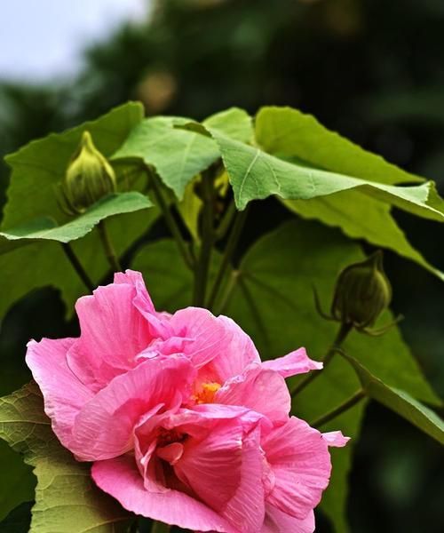 芙蓉花的象征意义与内涵（唐诗中的芙蓉花描写与赋予的美好寓意）