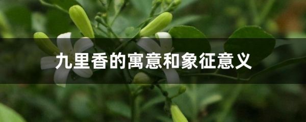 九里香的寓意和象征意义