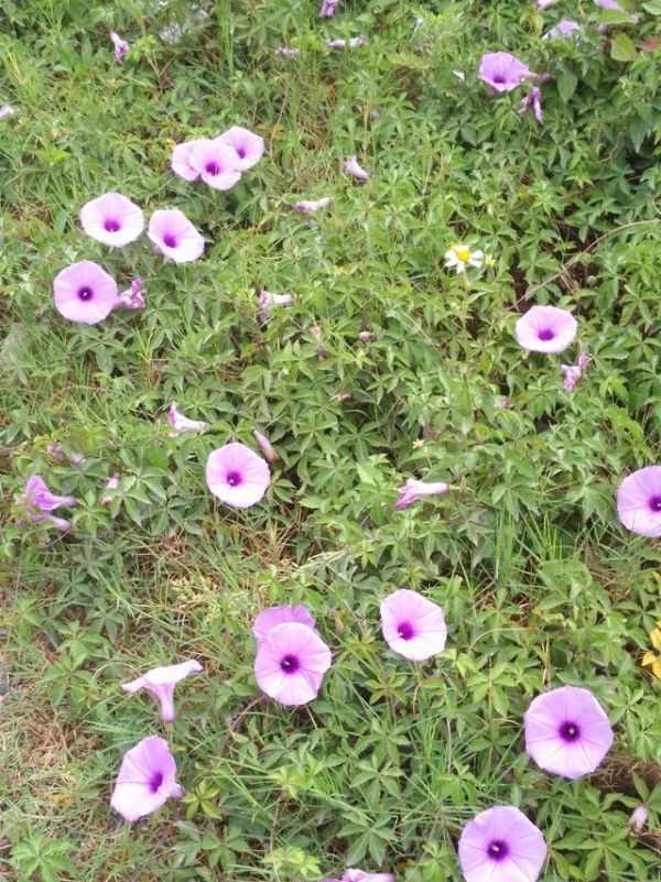 牵牛花是什么颜色，牵牛花是什么颜色的（牵牛花竟有这么多种颜色）