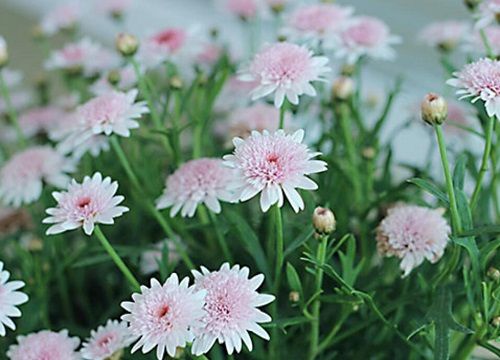 什么花的花语是暗恋男生