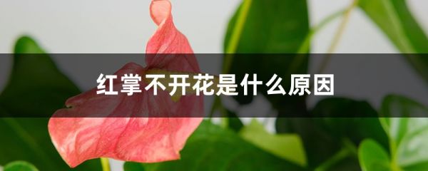 <strong>红掌不开花是什么原因，花小是什么原因</strong>