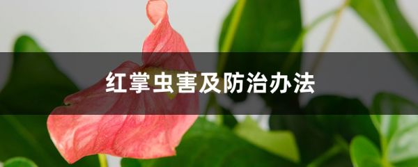 <strong>红掌虫害及防治办法</strong>