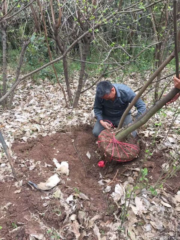 腊梅图片基地实拍