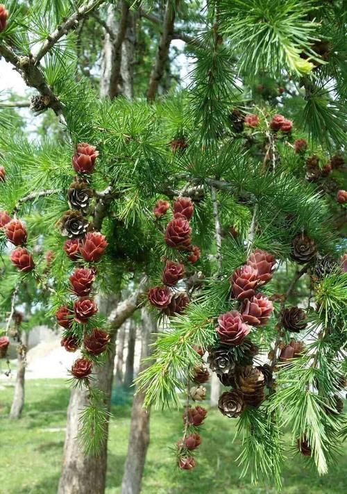 我国珍稀植物保护（保护珍稀植物，共建美丽中国）