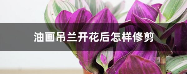 油画吊兰开花后怎样修剪