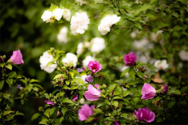 北方如何种植桂花树（北方桂花树种植技术分享）