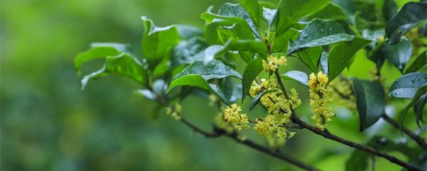 北方怎么养桂花