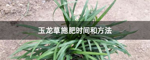 玉龙草施肥时间和方法