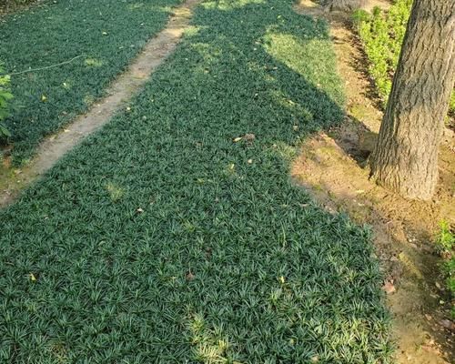 如何移栽和种植玉龙草（了解玉龙草生长习性，全方位指南分享经验）