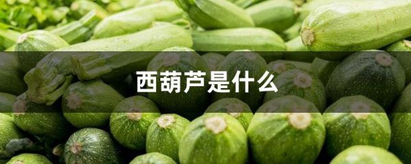 西葫芦是什么