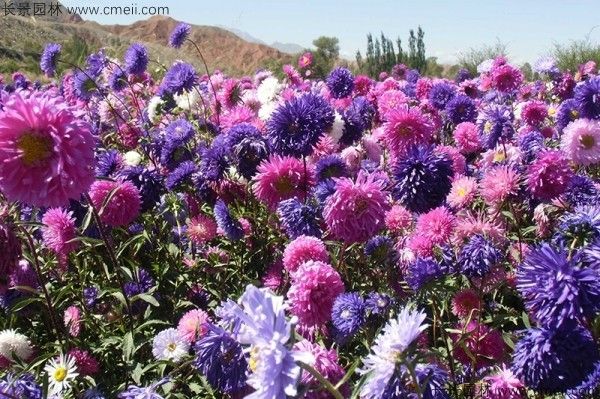 翠菊种子发芽出苗开花图片