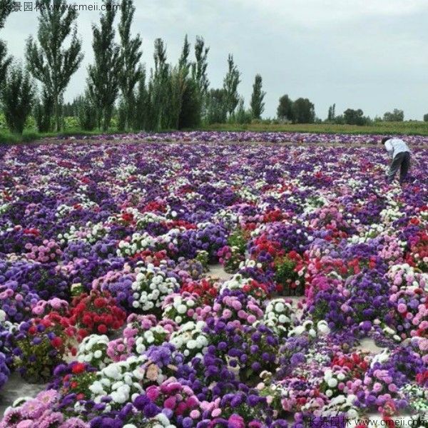 翠菊种子发芽出苗开花图片