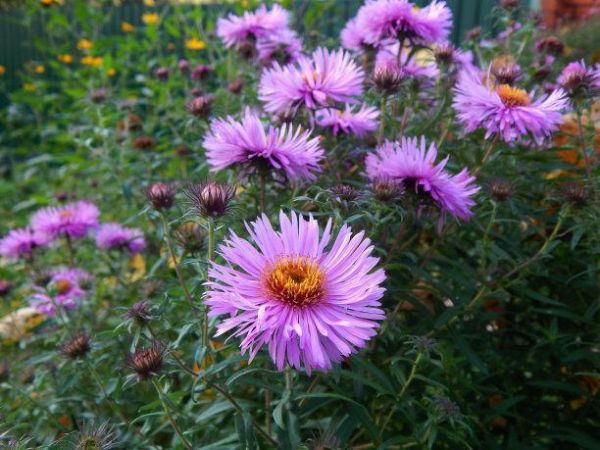 花色胜过菊花的翠菊，非常容易养活