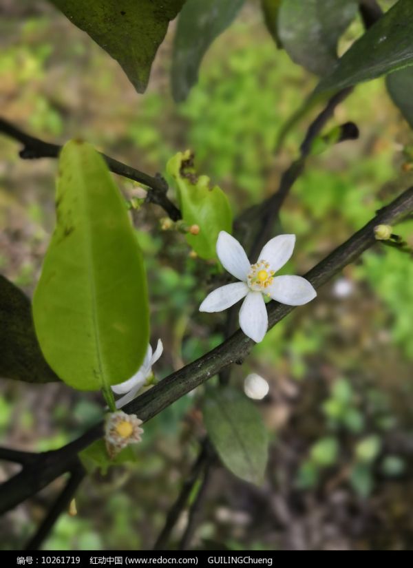 一朵白色的橘子花图片