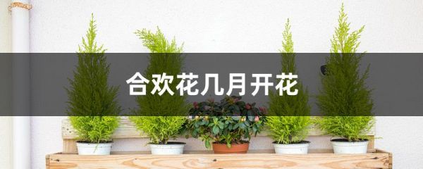 合欢花几月开花