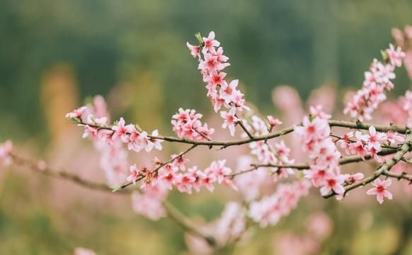 芬菲烂漫的桃花