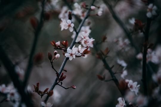 唯美桃花迷人微距摄影