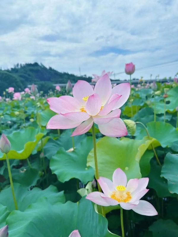 荷花是什么时候开,荷花是什么时候开放的