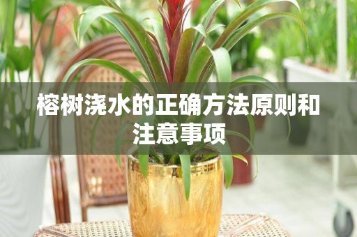 榕树浇水的正确方法原则和注意事项