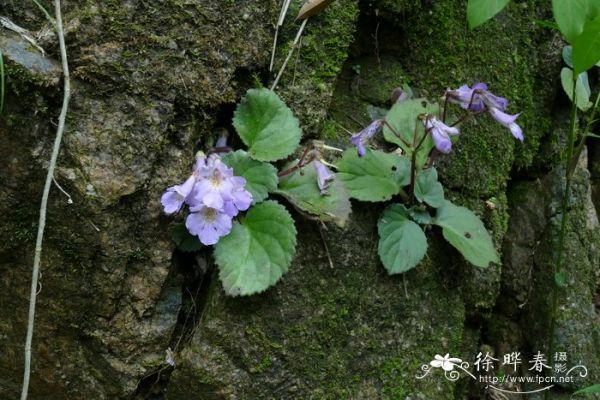 北方桂花树种植技术