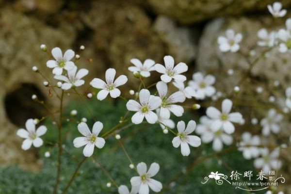 北方桂花树种植技术