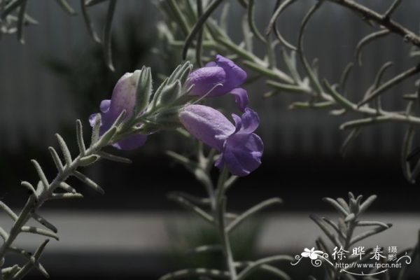 北方桂花树种植技术