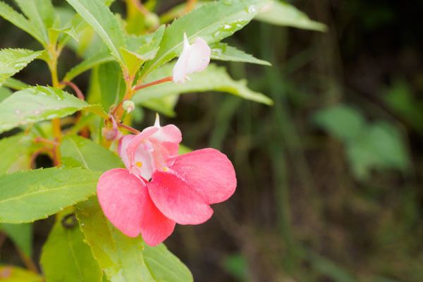 凤仙花传播种子的方法