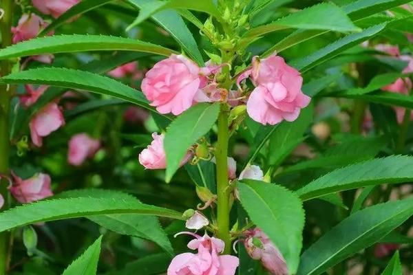 凤仙花如何传播种子，依靠自身的弹射力进行传播