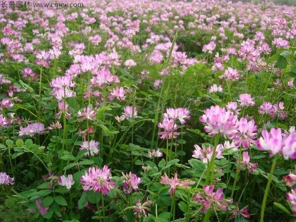 红花酢浆草种子发芽出苗开花图片