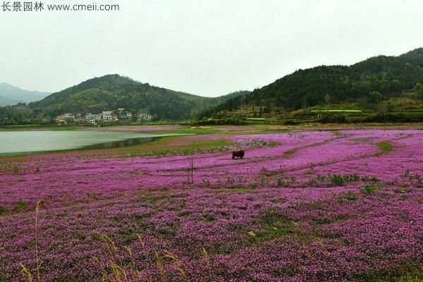 红花酢浆草种子发芽出苗开花图片