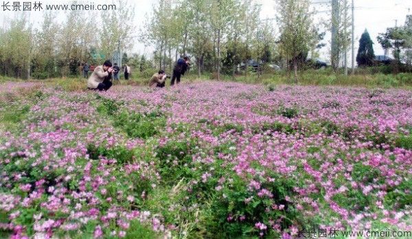 红花酢浆草种子发芽出苗开花图片