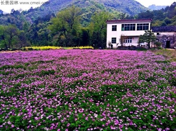 红花酢浆草种子发芽出苗开花图片