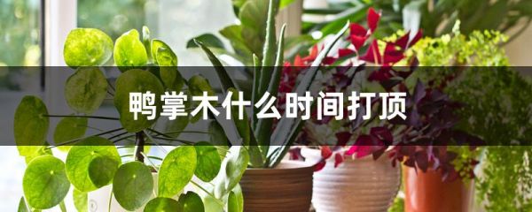 鸭掌木什么时间打顶