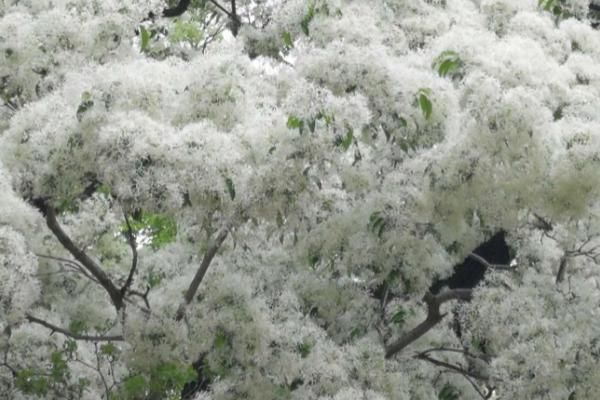 什么是流苏树，属于木樨科、流苏树种植物