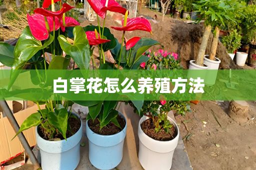 白掌花怎么养殖方法