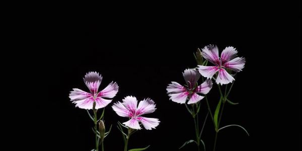 石竹花（探究石竹花的花语及其象征意义）