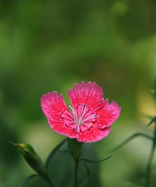 石竹花（探究石竹花的花语及其象征意义）