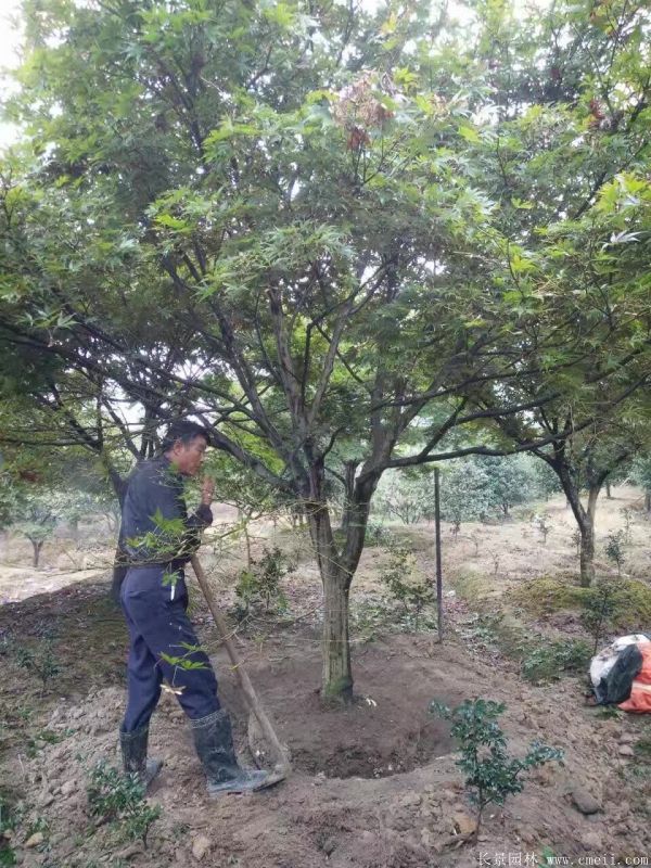 红枫图片基地实拍