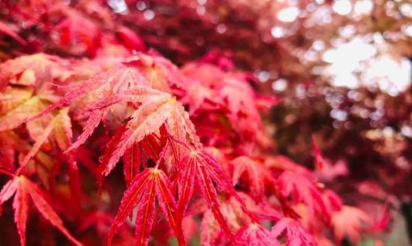 枫叶的花语（枫叶的美丽与寓意）