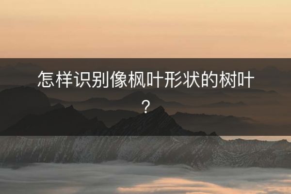 怎样识别像枫叶形状的树叶？