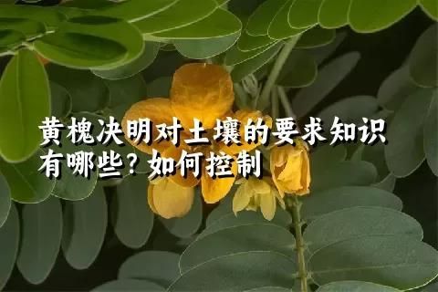 黄槐决明对土壤的要求知识有哪些？如何控制