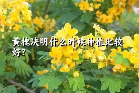 黄槐决明什么时候种植比较好？