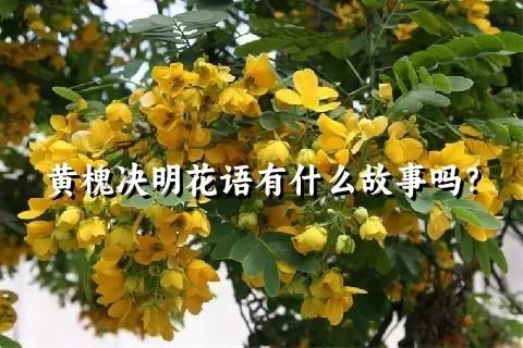 黄槐决明花语有什么故事吗？