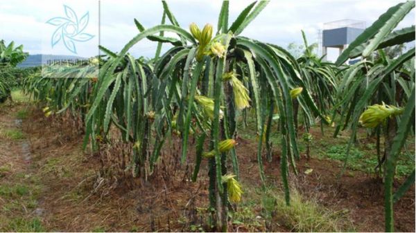 昙花、霸王花、火龙果花傻傻分不清？其实区别起来超简单