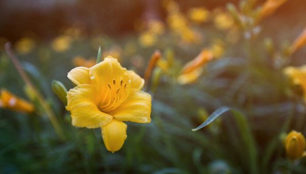 摄图网_500414186_banner_植物摄影黄色花朵（企业商用）.jpg