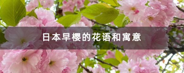 日本早樱的花语和寓意