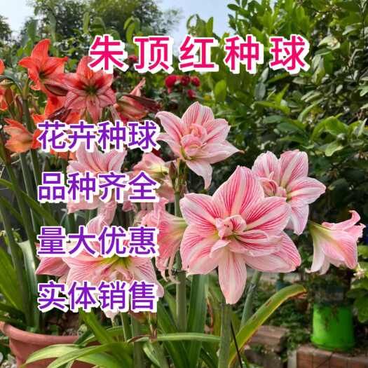 朱顶红种球好养易活耐寒花卉盆栽红花莲、华胄兰、对对红、朱顶兰