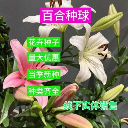 香水百合种球四季开花室内外盆栽花卉绿植耐寒易养活重瓣浓香