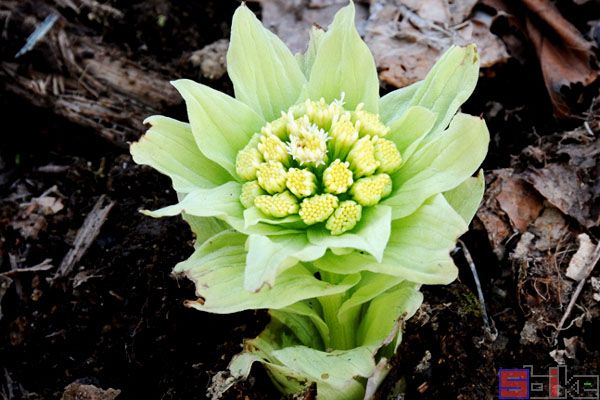 蜂斗菜_蛇头草_黑南瓜_野饭瓜_野南瓜_蜂斗叶_网丝皮_野金瓜头_水钟流头_南瓜三七